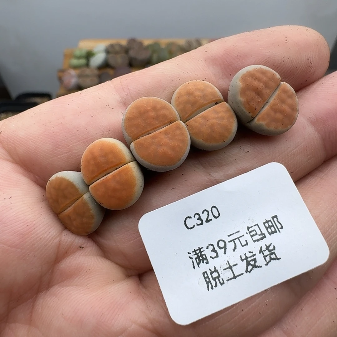 320多肉优选冰橙三年的