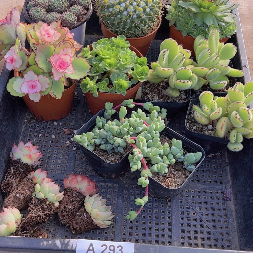 多肉293多肉植物