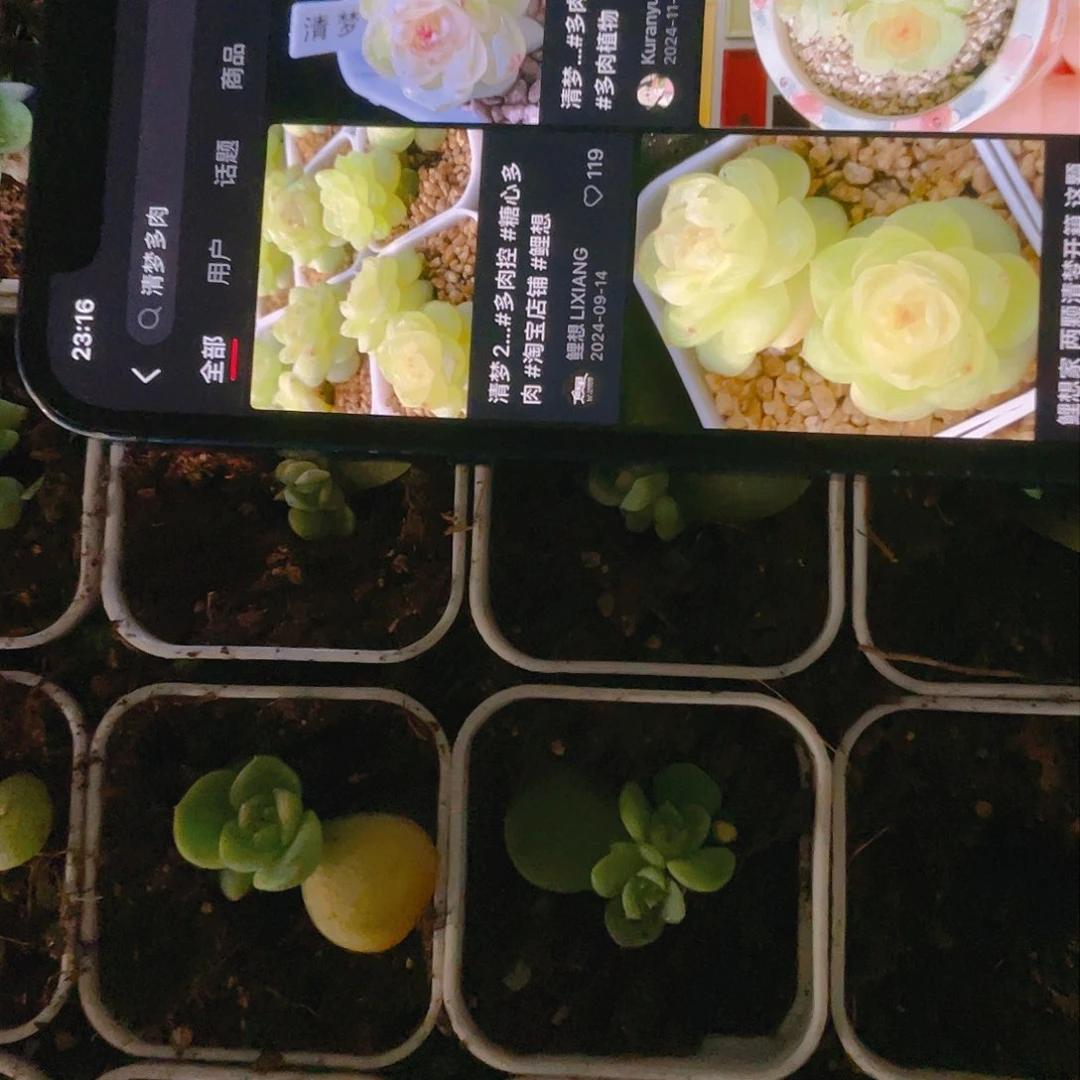 清梦中苗盆一个满25包邮