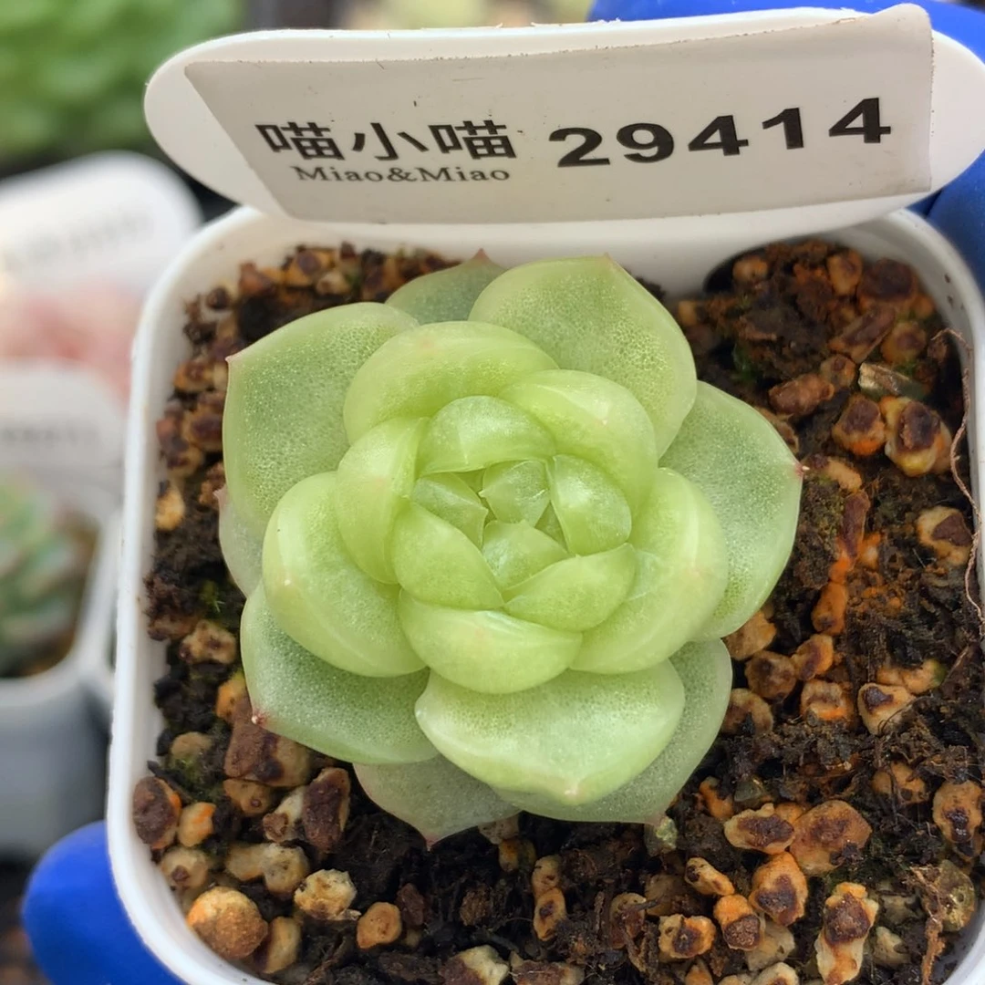 多肉植物杂交珍妮