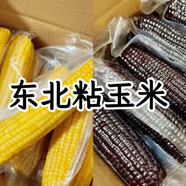 东北黑黄糯玉米真空包装低脂粗粮代餐