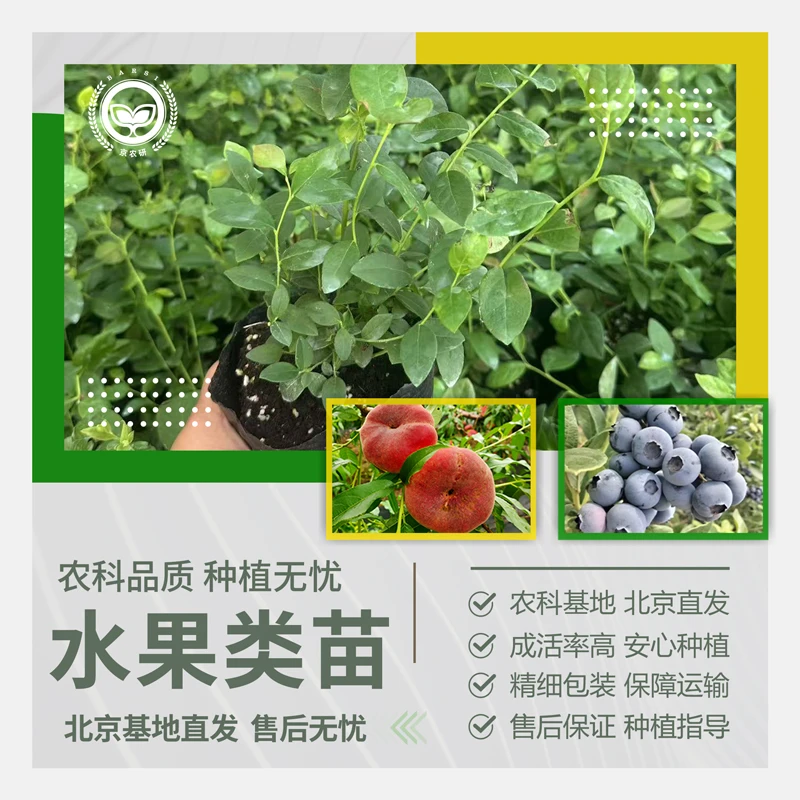 农科院水果类种苗草莓苗红蓝莓甜王大西瓜2k小西瓜甜瓜阳台盆栽苗