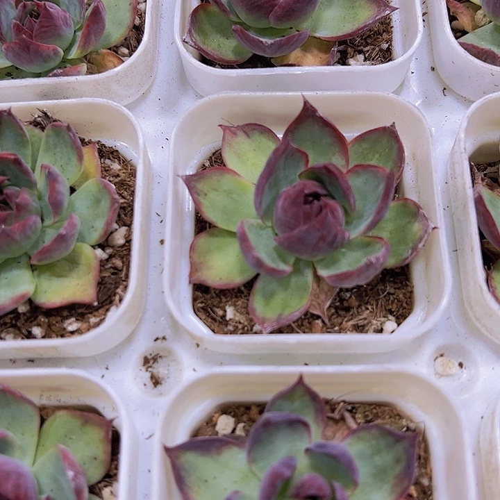 宽叶惊鸿19包邮多肉植物