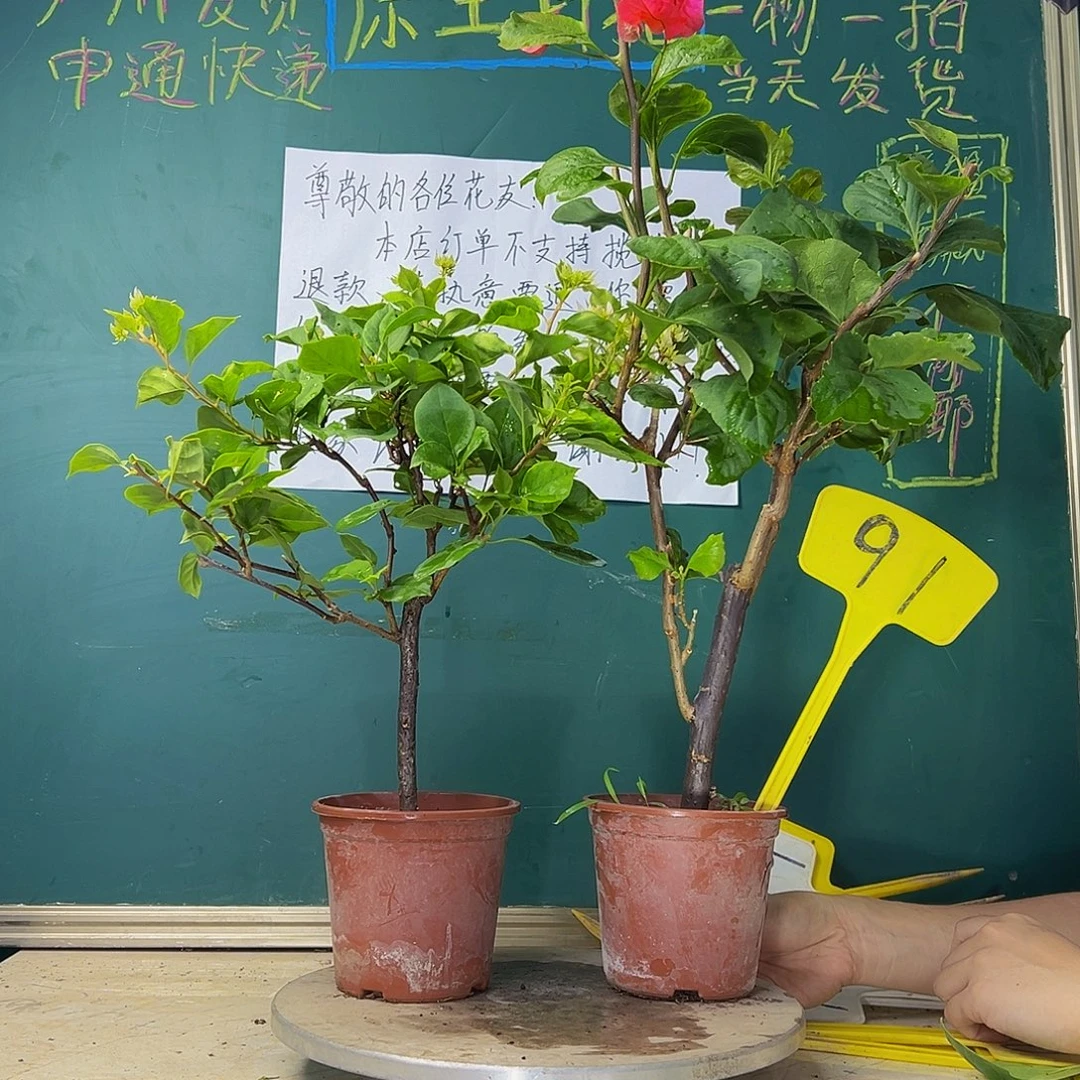 当前无花栽培后可以开花   怡锦  贝壳  91