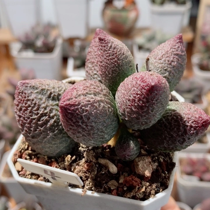 龙胆水泡多肉植物