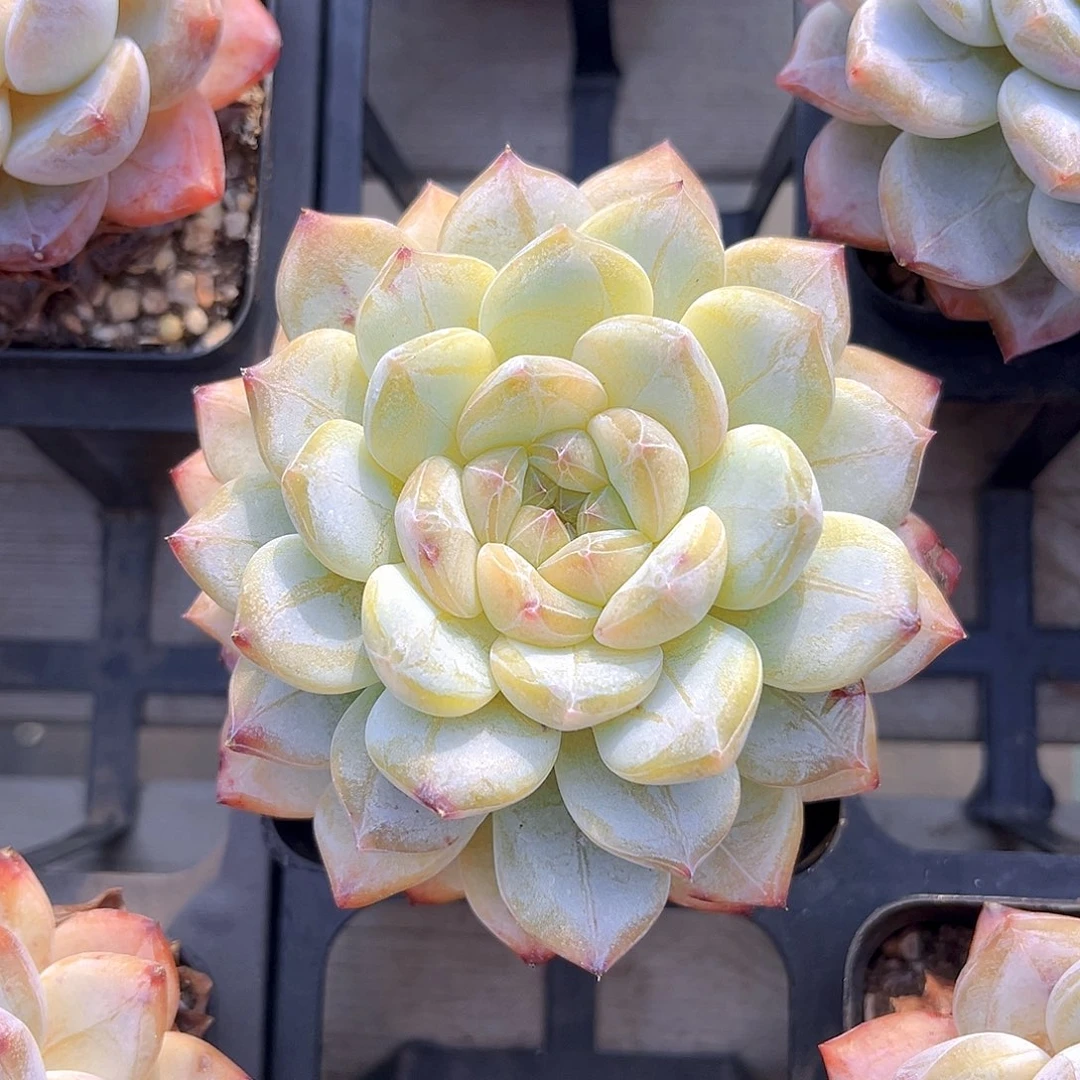 259 新品珍妮 满18包邮