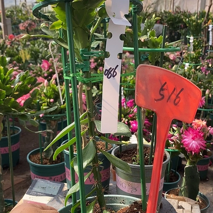 月之桂嫁接086/516