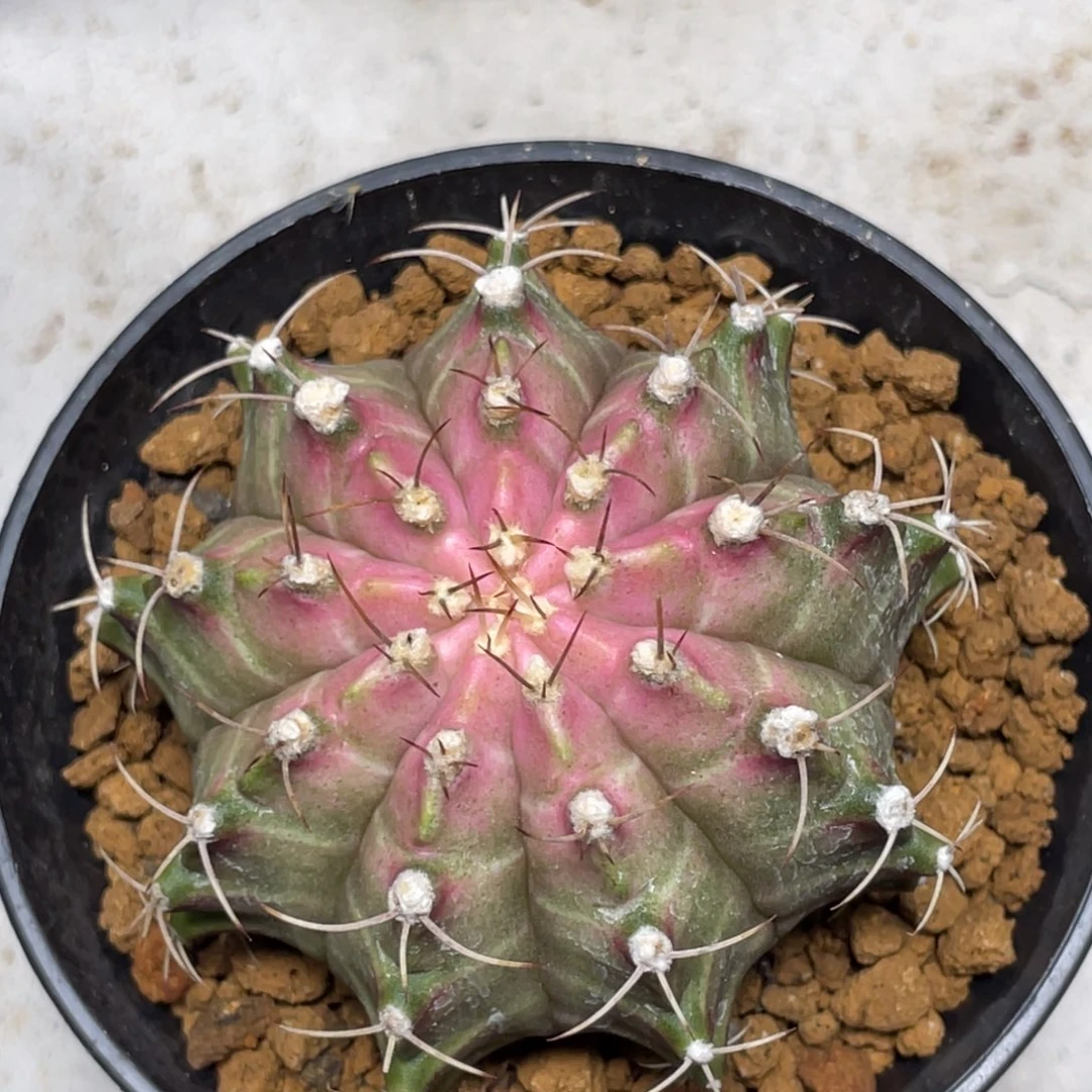 当前无花朵，栽培后可花朵粉轮回