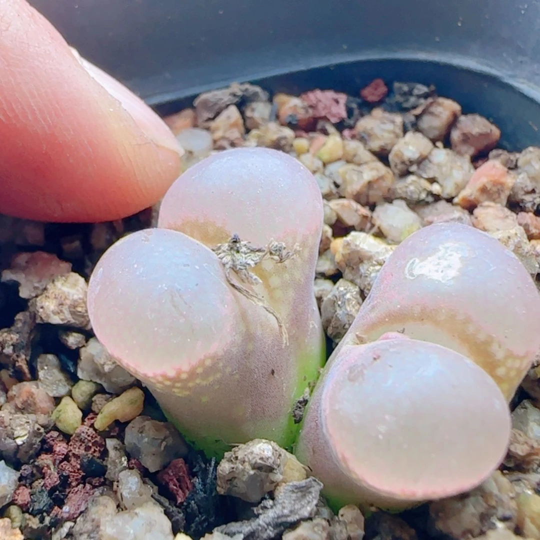 【闪购商品】d**o21208