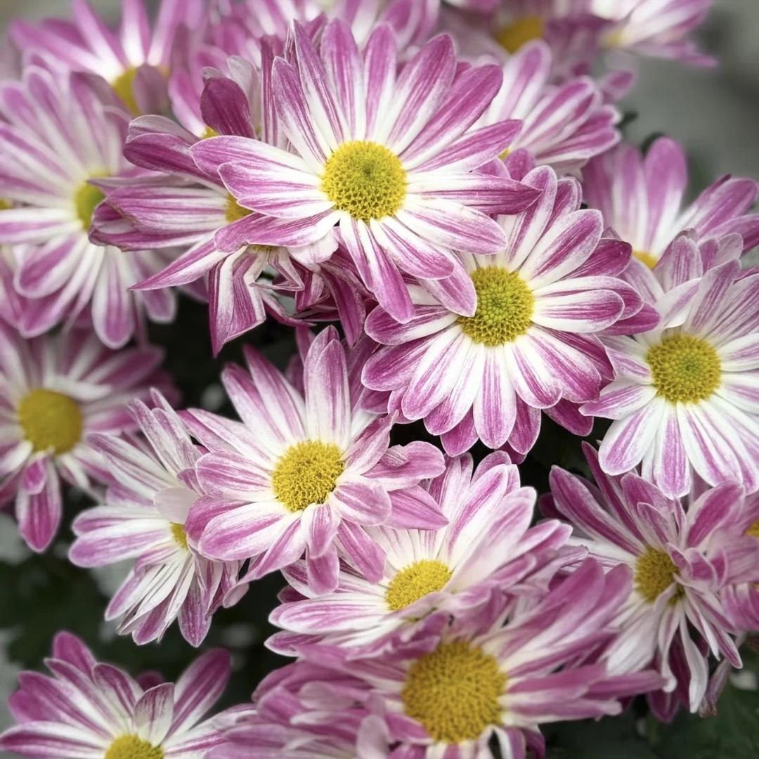 条纹小菊花盆栽耐热耐晒庭院阳台花卉植物多年生易爆花易养护