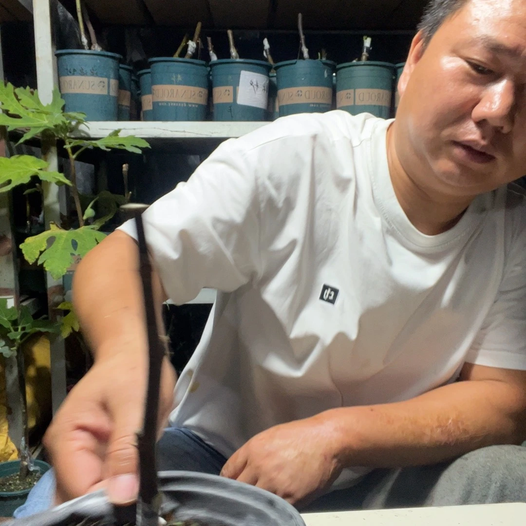 元***世直播间一物一拍艾米塔白头苗