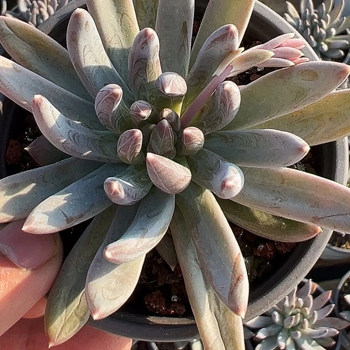 团026号。  两盆。  单头炫彩星