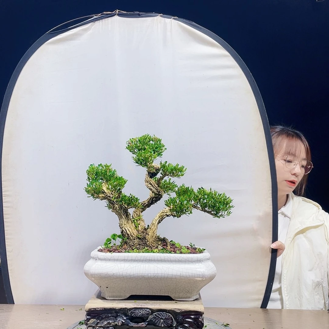 完全开放黄杨盆景四季常青