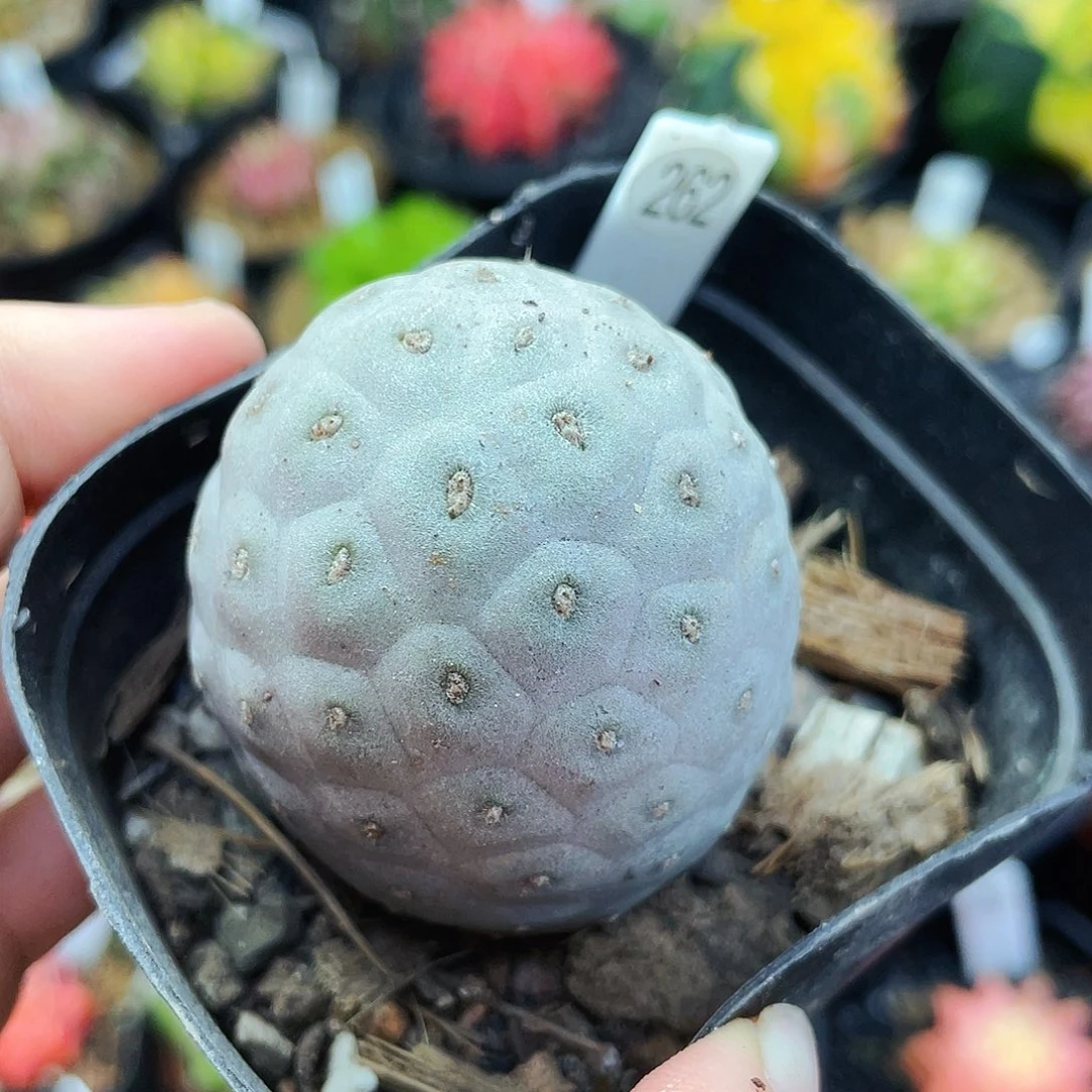 非偏远地区满25包邮仙人球裸根