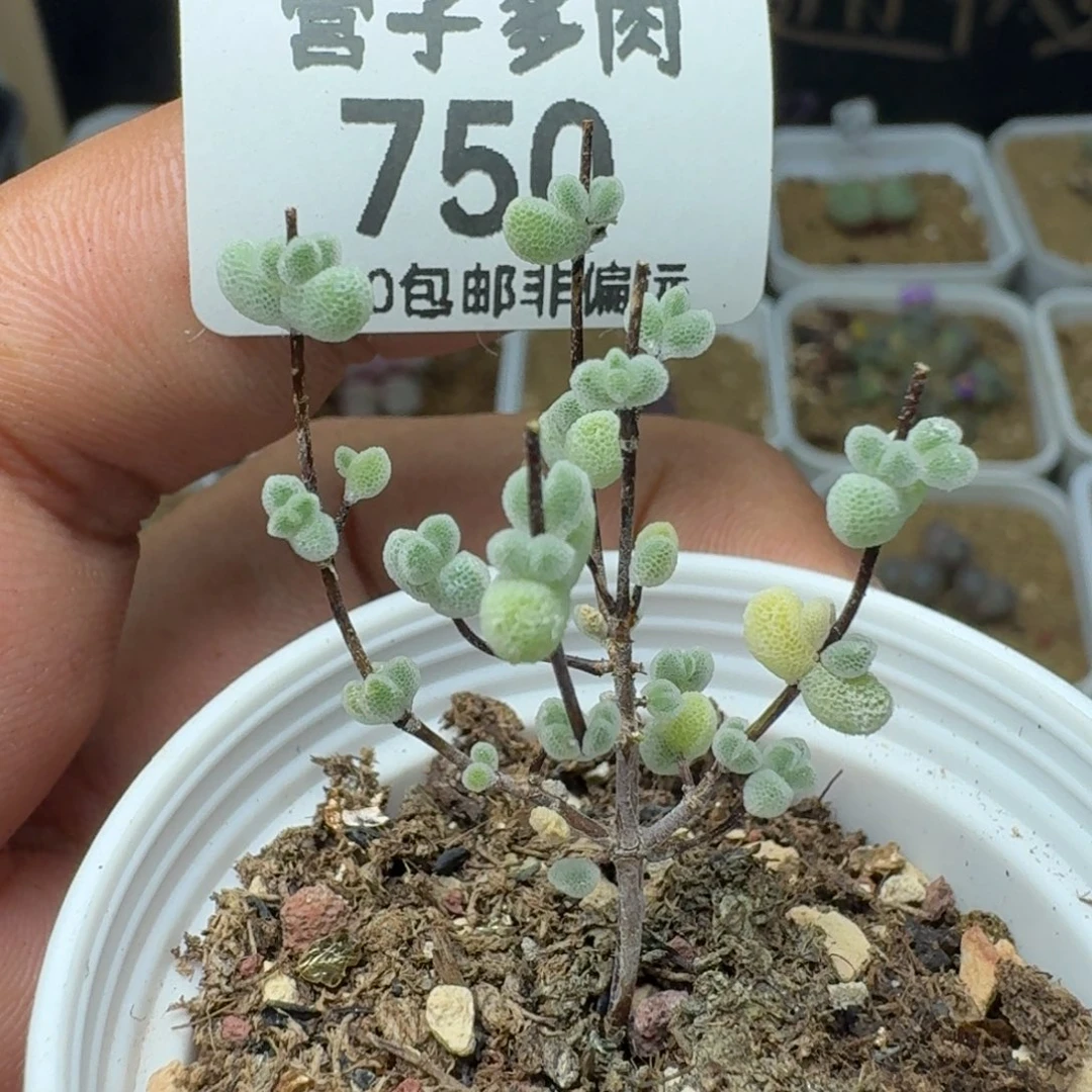 莱斯带盆土。