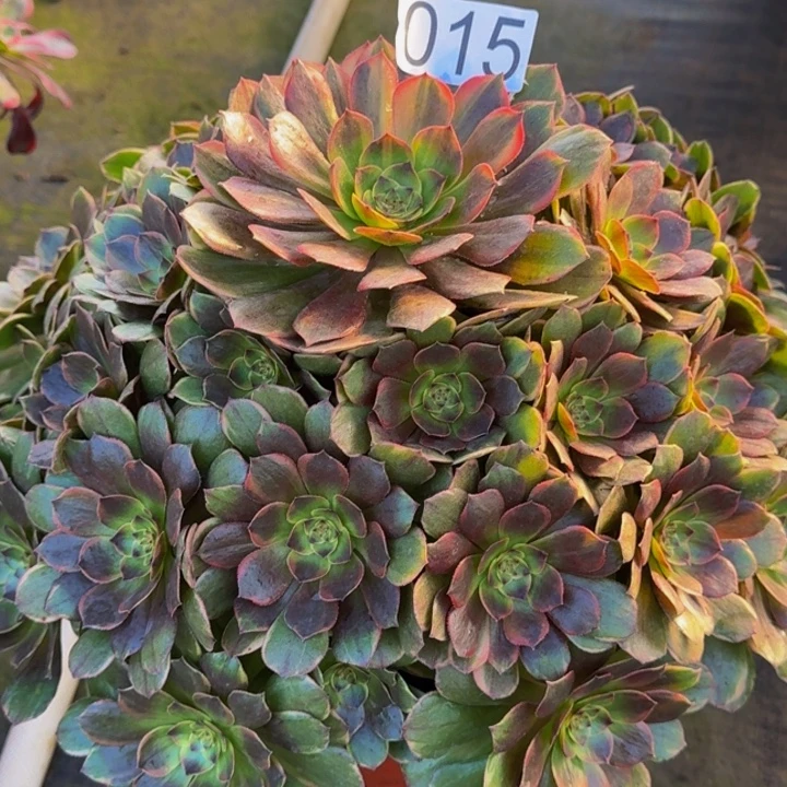 00000000015半夏多肉植物