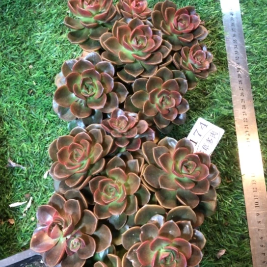 巧克力，1174，一物一拍