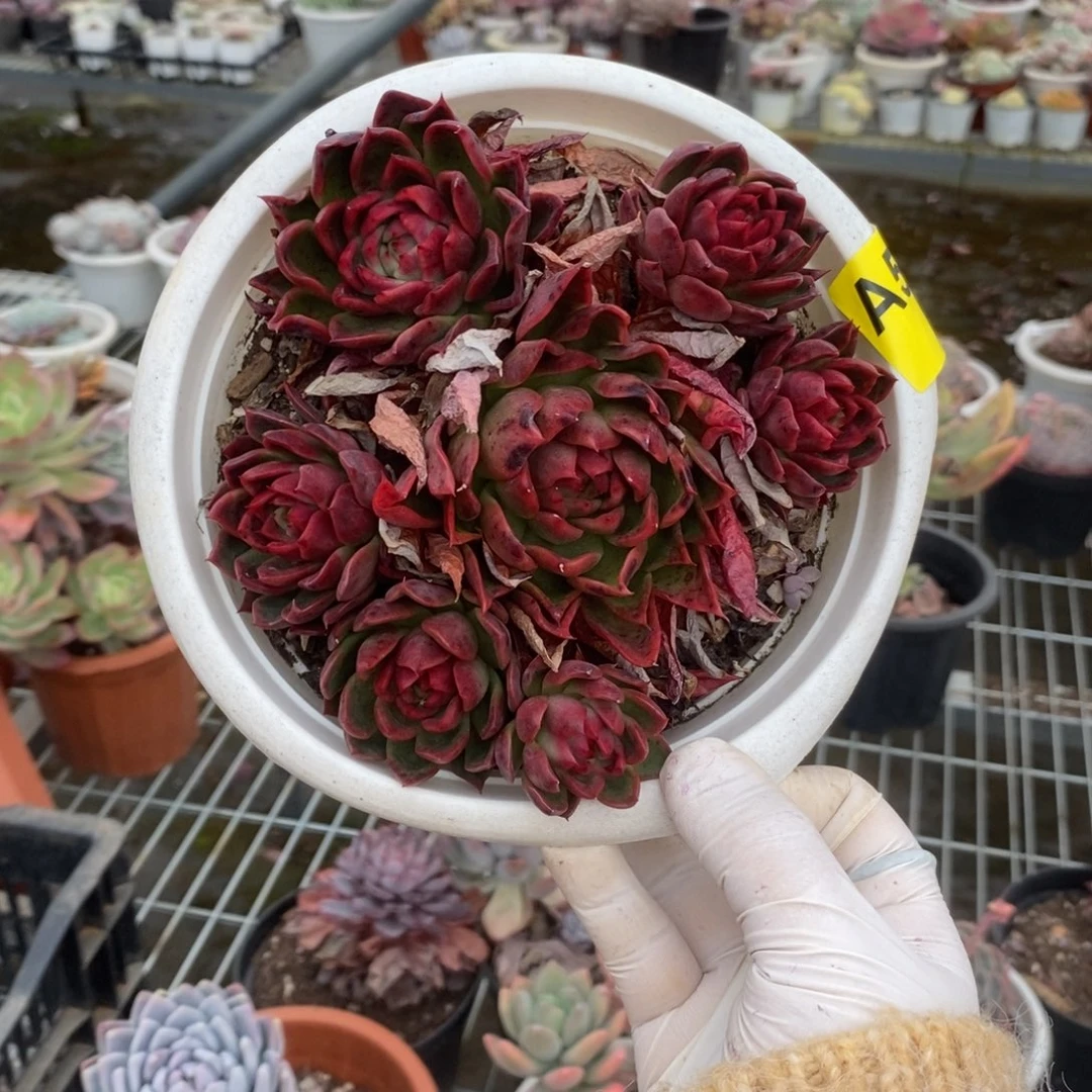 577不知名一物一拍