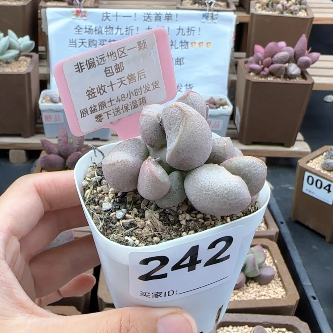 242黛安娜多肉植物