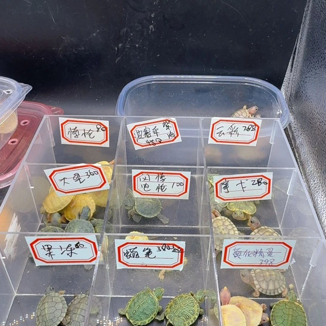 母绿毛龟必**趾瑕疵梵高巴西龟