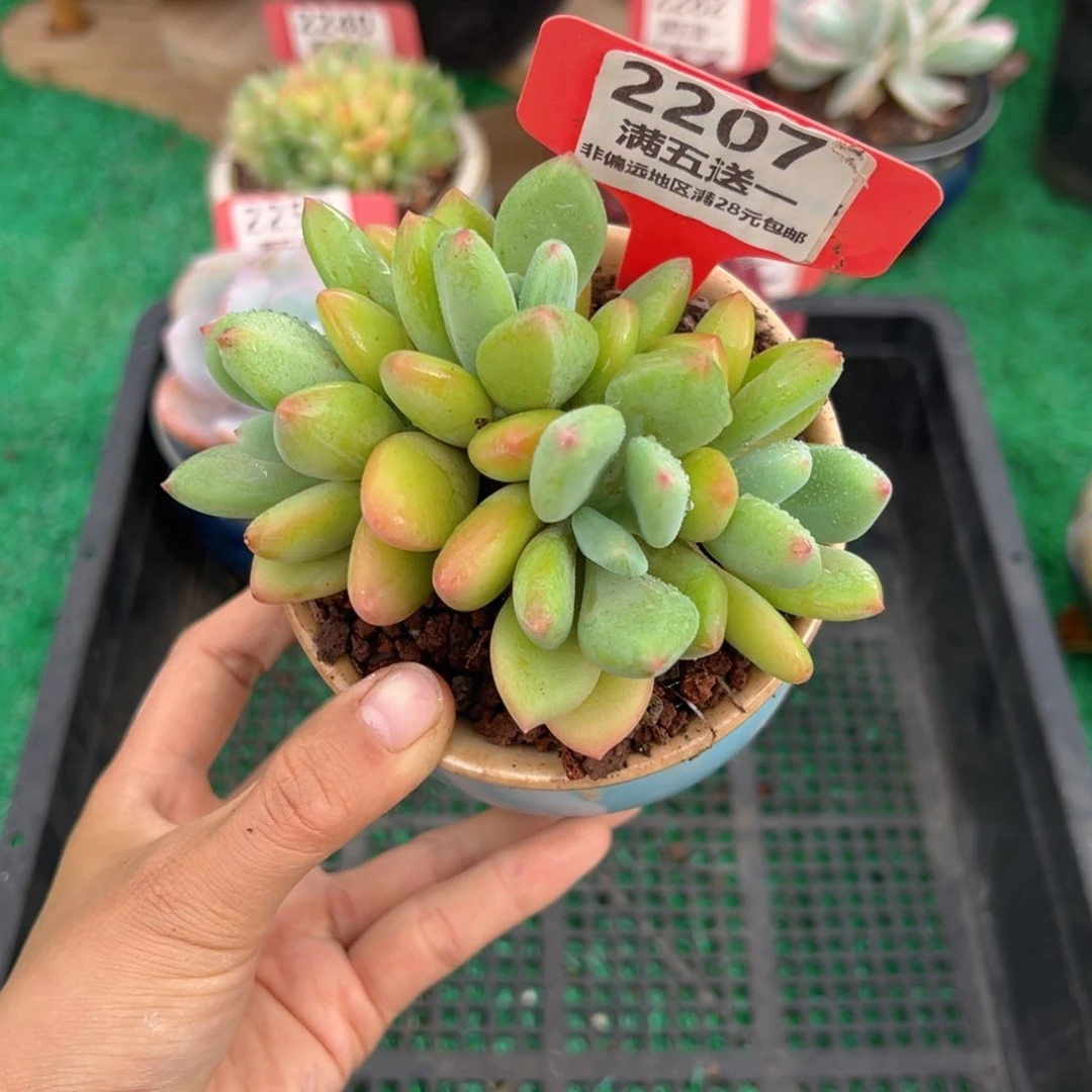 表妹精品多肉2207.