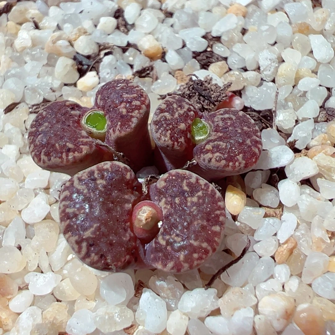 831-163多肉多肉透窗