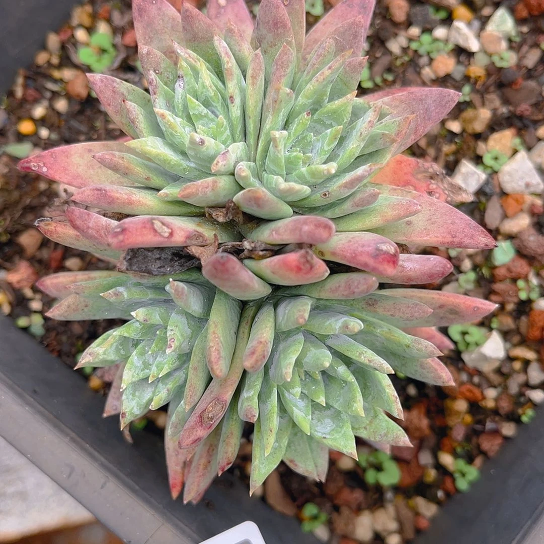 白菊苹果叶老朱3268