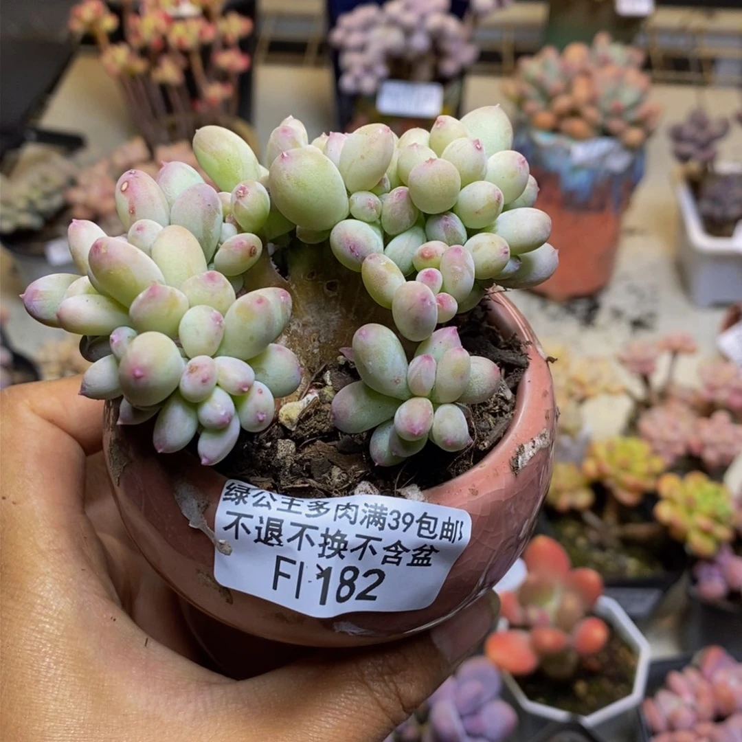 硕*瑶182苹果奶四代缀多肉7c m