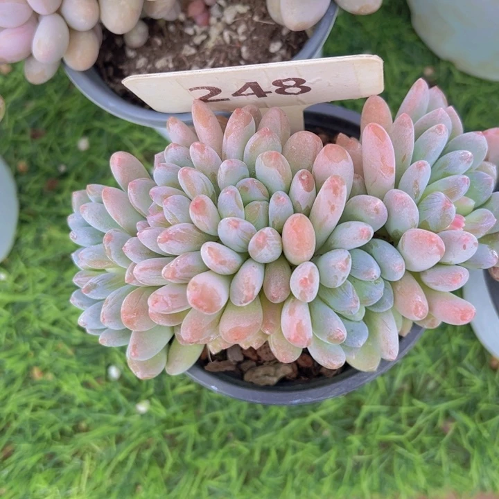 健健康康平平安安