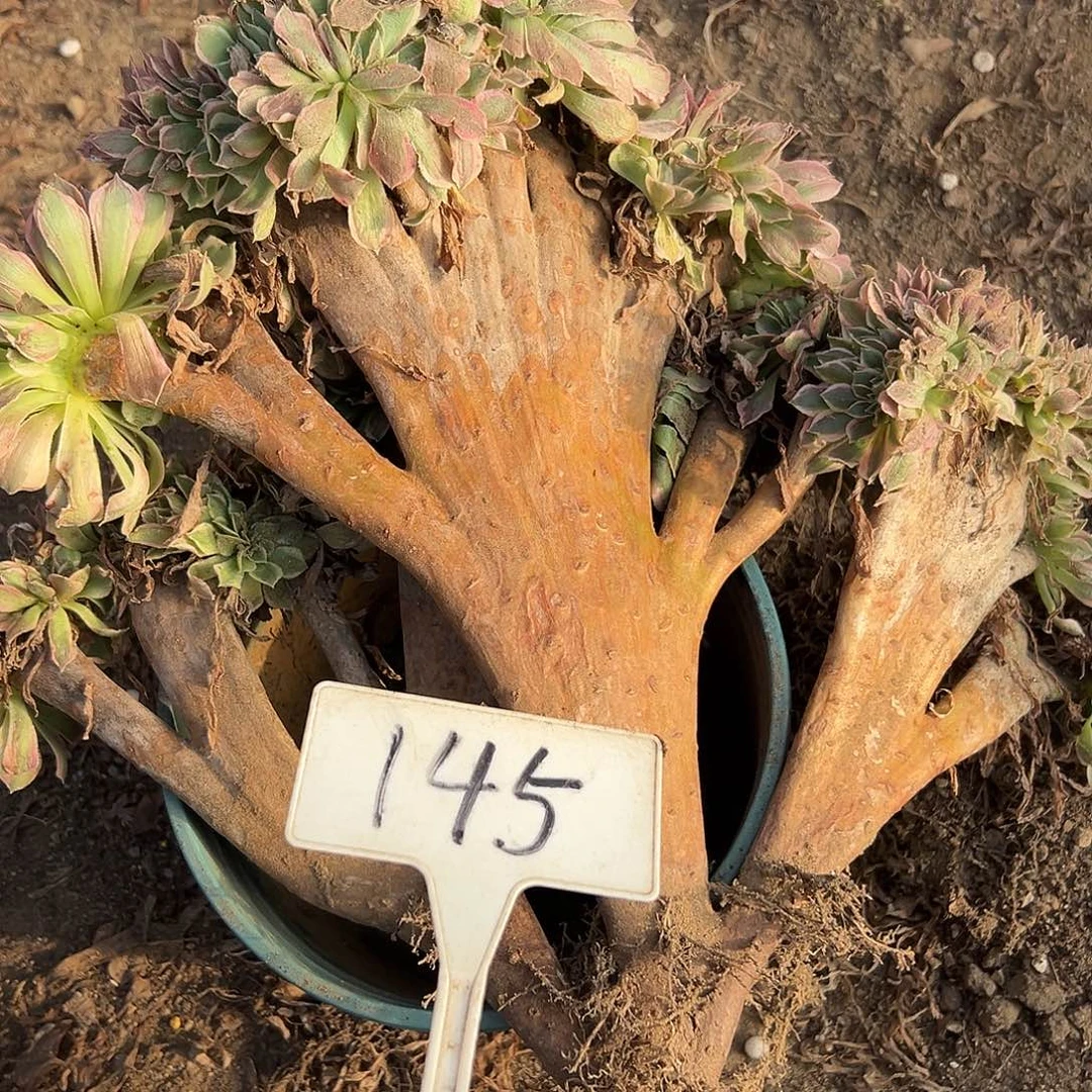 多肉植物女神缀花145