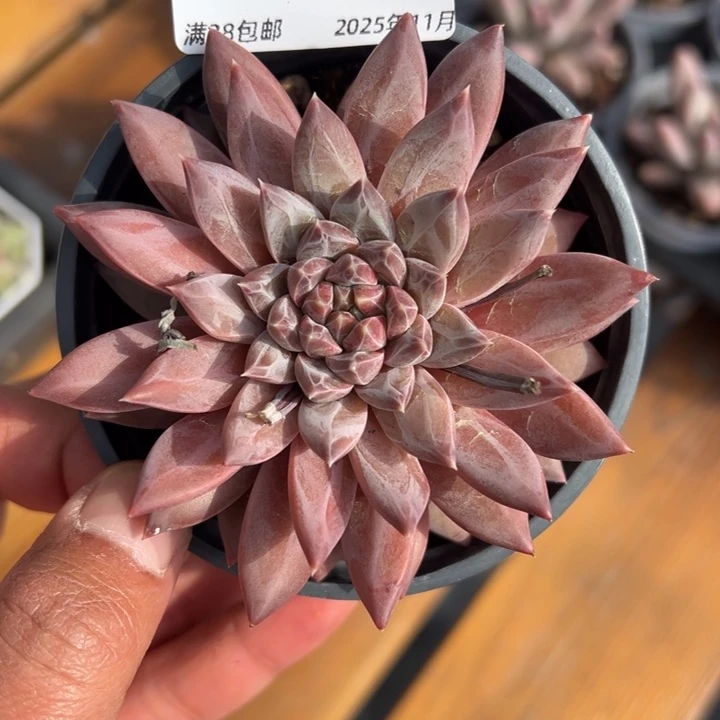 张张精品多肉甄选106