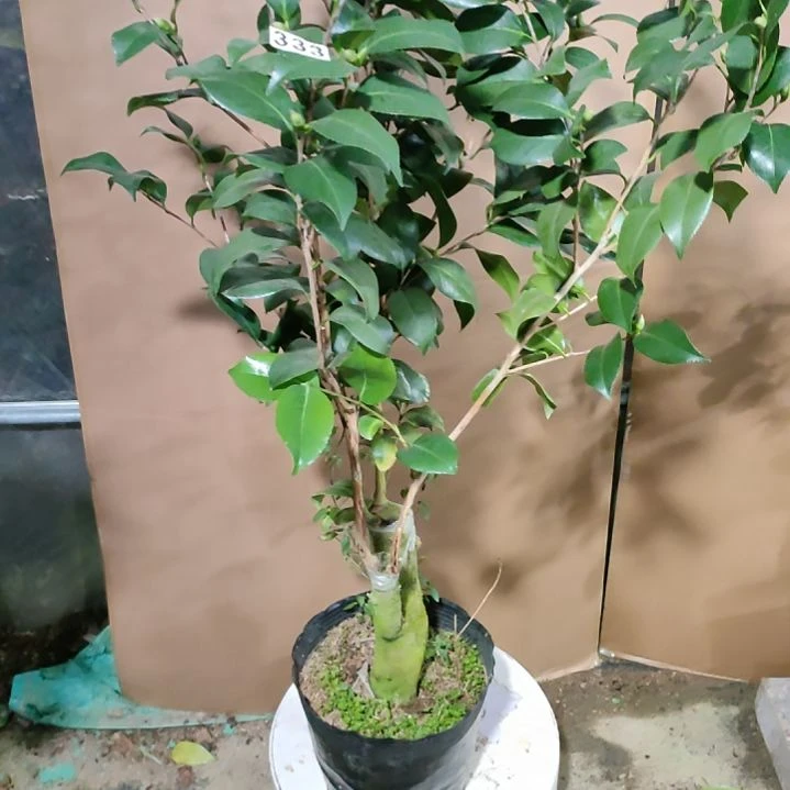 333帕克雷欧，原盆原土发货，不包邮