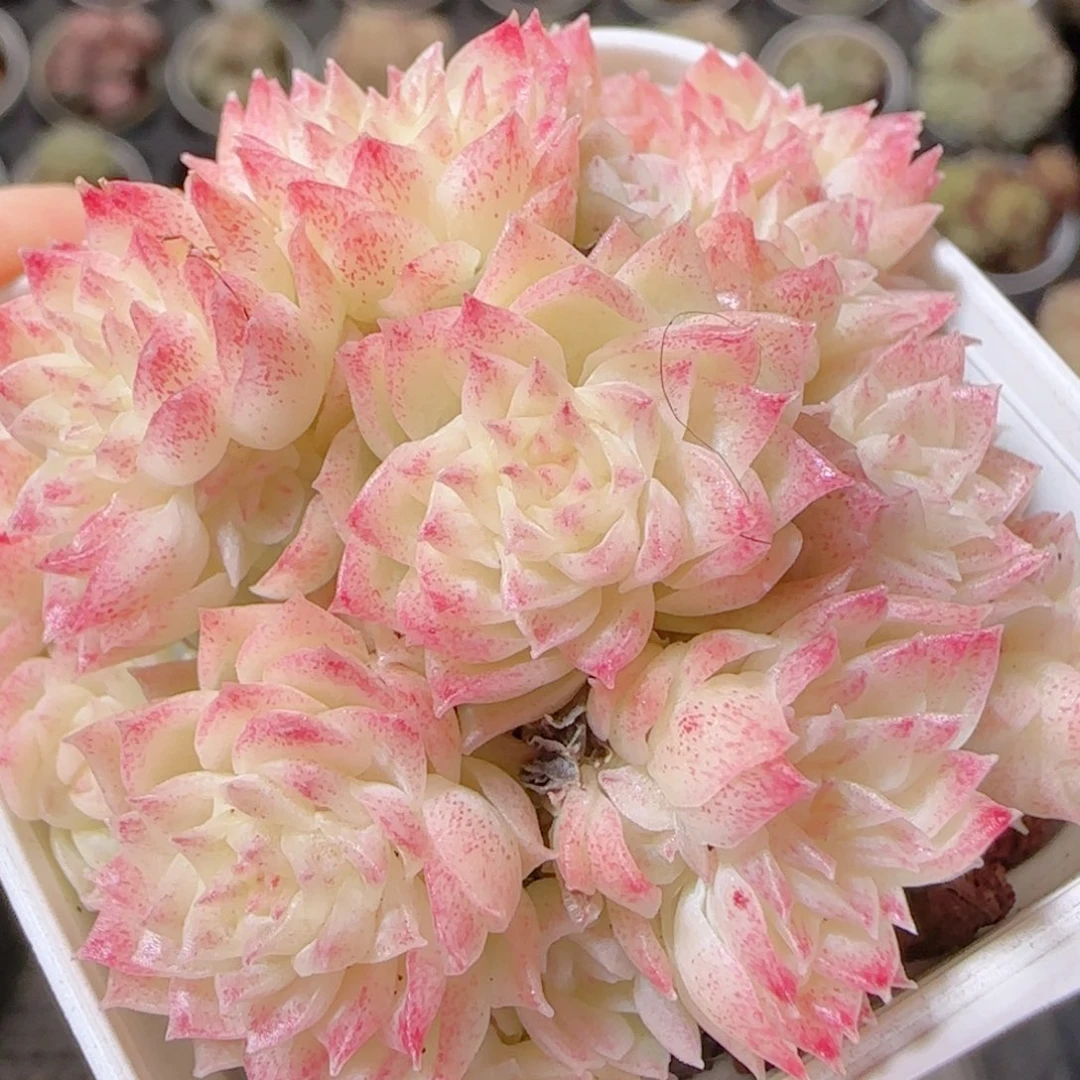 花语多肉1212-19散