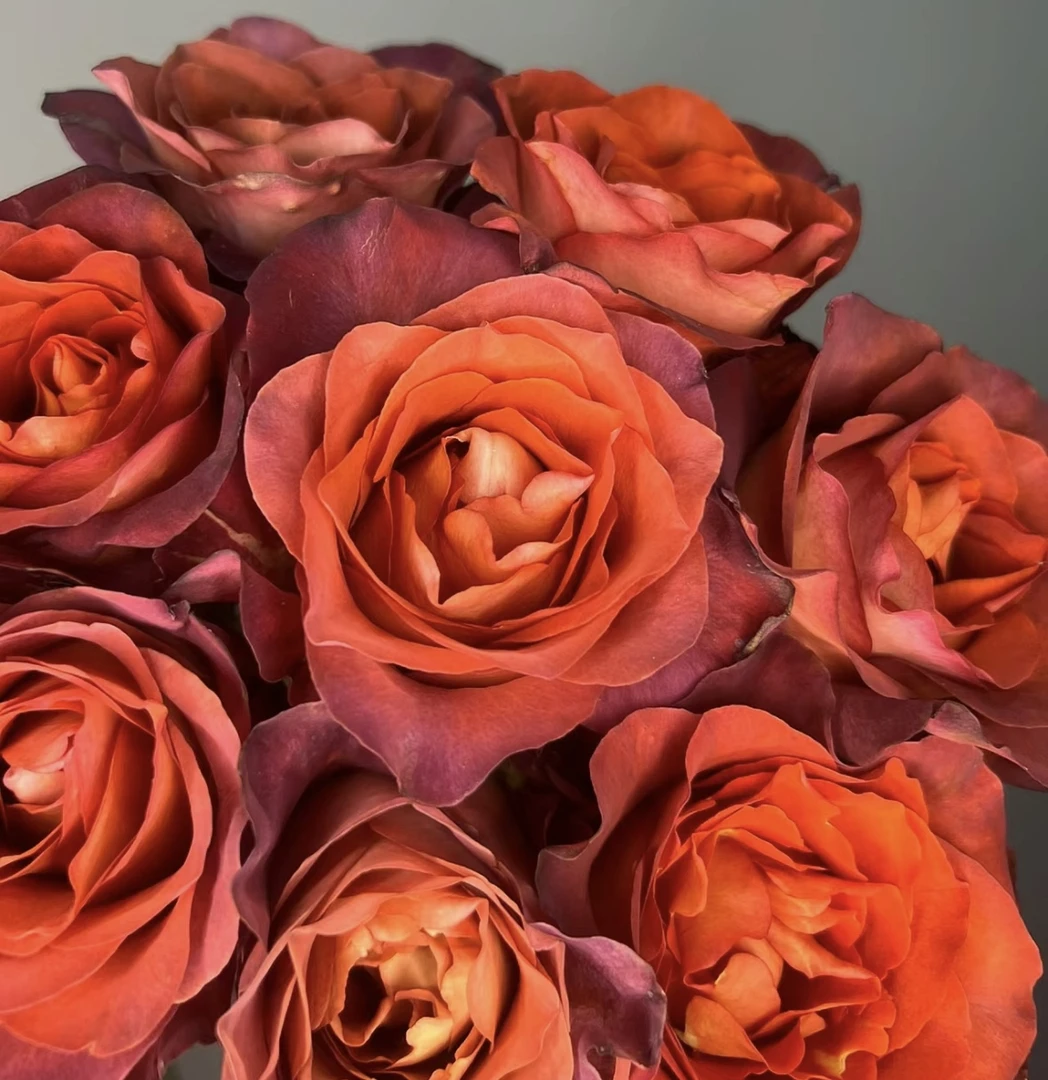 氧花季 咖啡时间玫瑰18支+2支防损 收到先醒花 拍2单升级快递