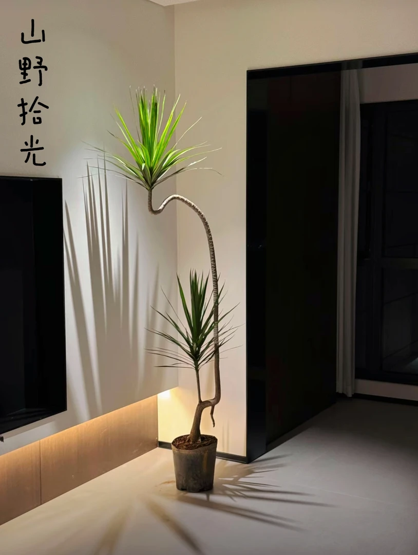 （青叶千年木）提根老桩青铁千年木简约马尾铁客厅造型绿植盆栽室内