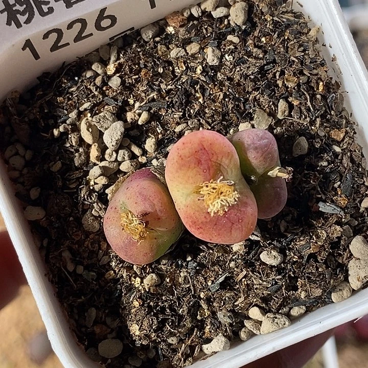 ✧1226-176-（vbbbnj