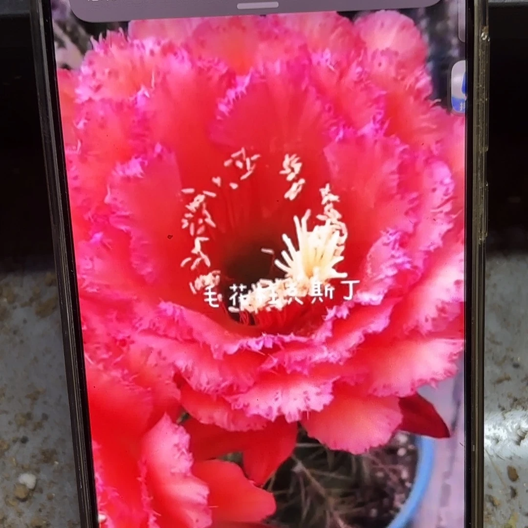 克斯丁毛侧牙20包邮32