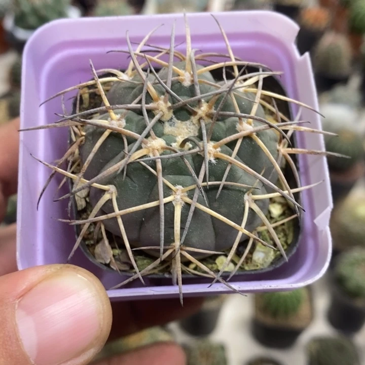 实生天平特价福利