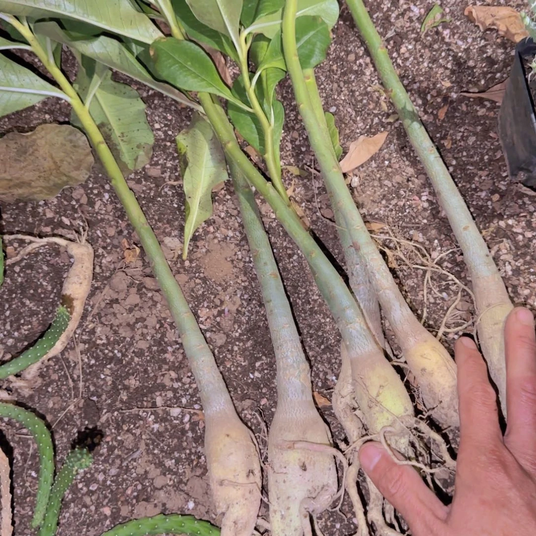 块根植物块根植物块根