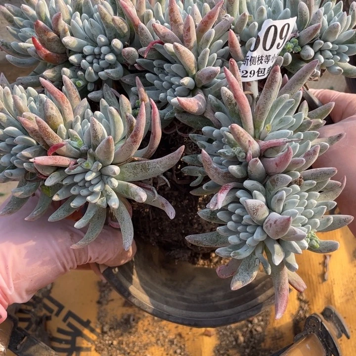 609号雪花多肉植物