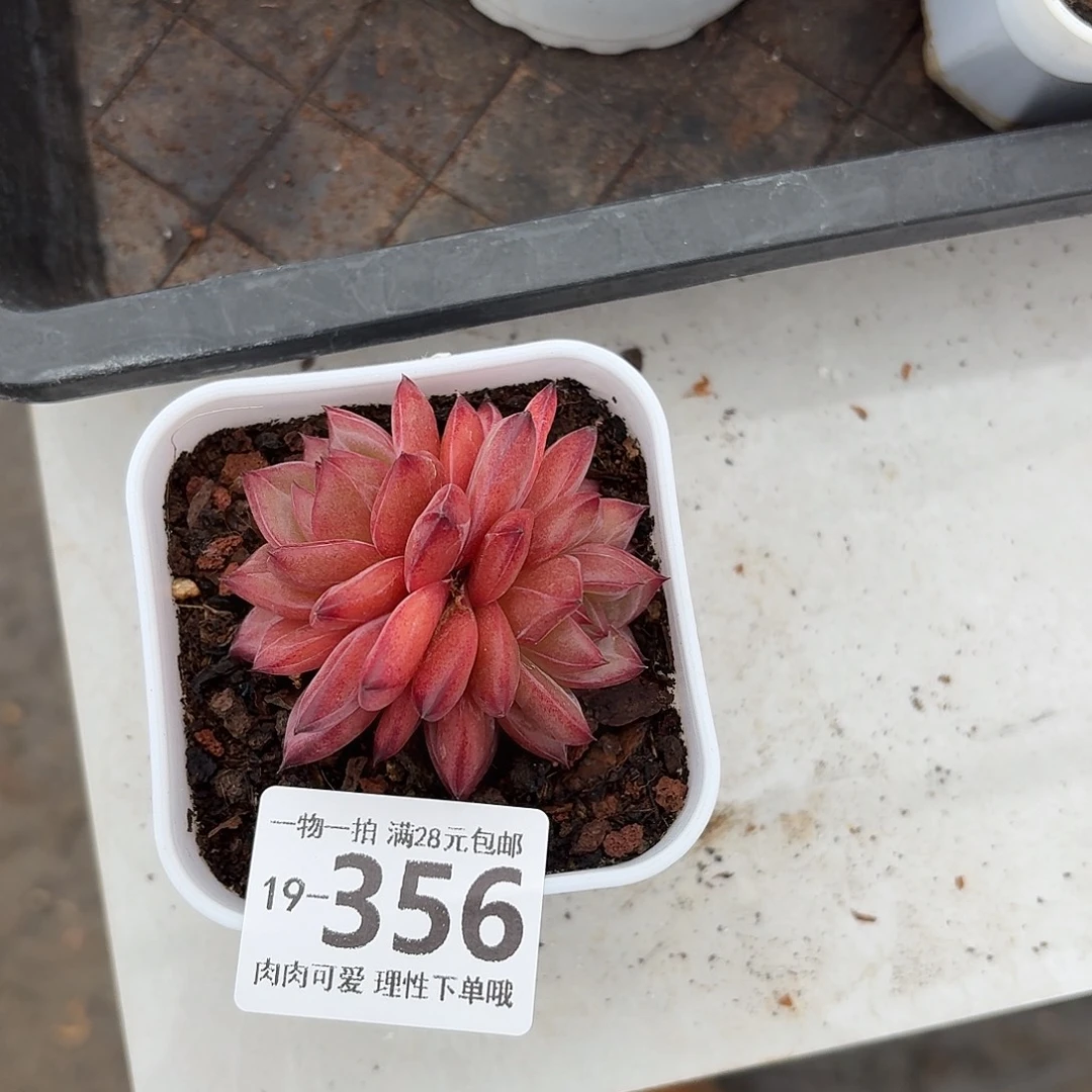 黑武士无盆土发货无