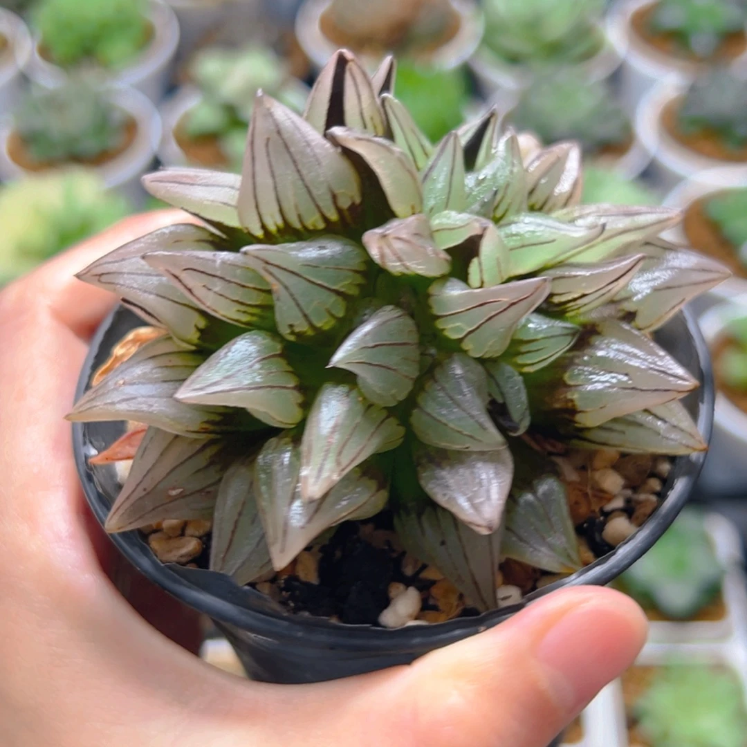 3797多肉植物一颗