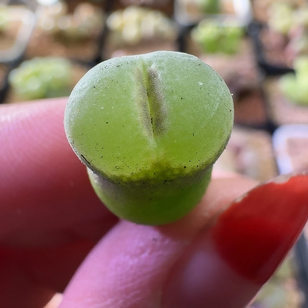 粉红女郎优选2926