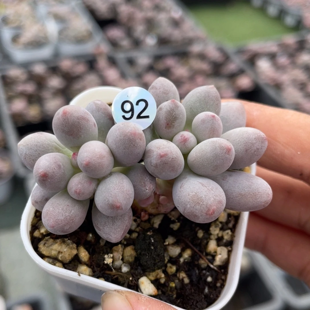 仙子奶酪多肉植物