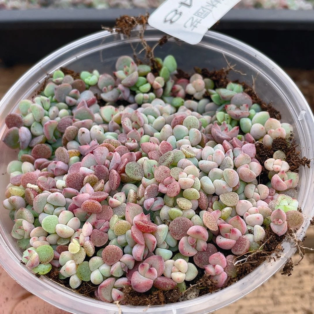 多肉植物多肉植物248