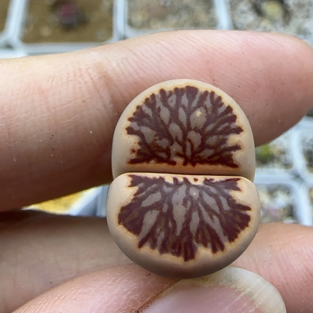 007透窗血管纹清框福利30包邮