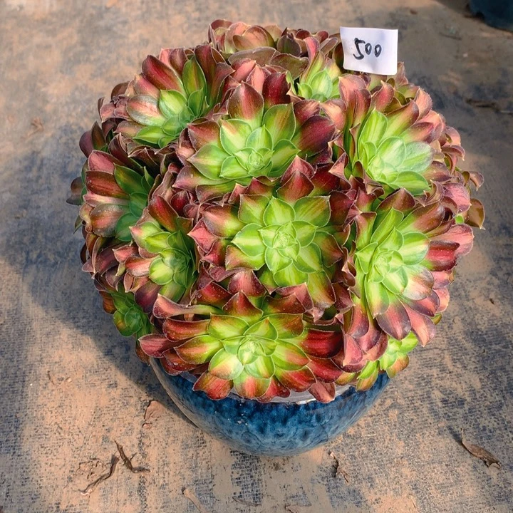 500韶华绣球精品法师多肉