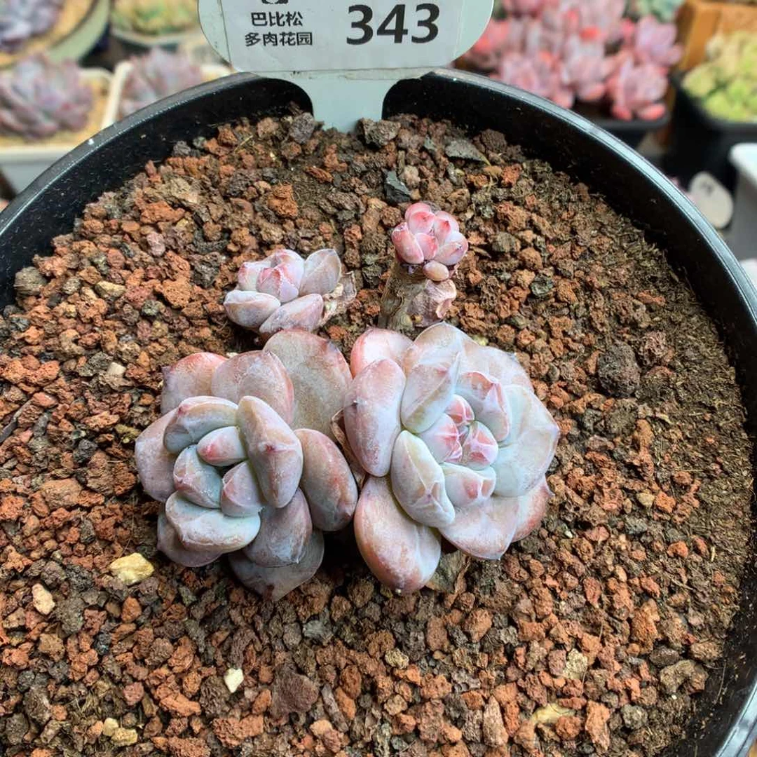 343四头星影多肉植物