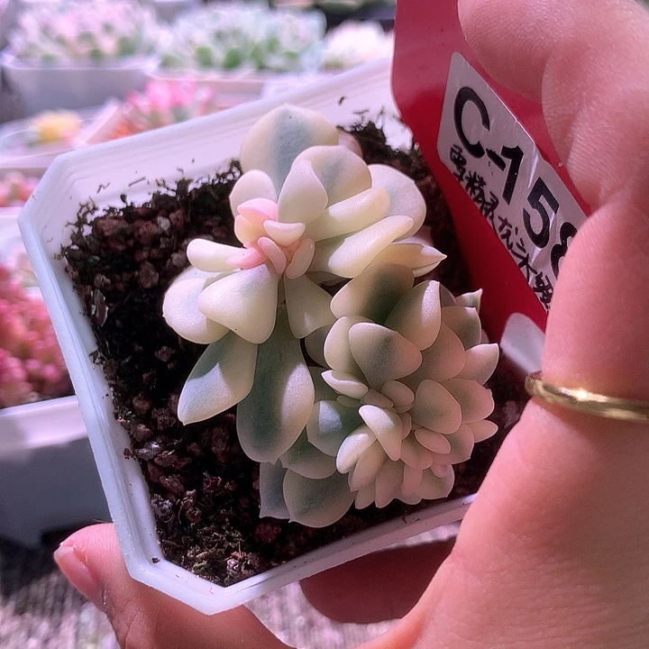 雪精灵龙头缀覆轮锦