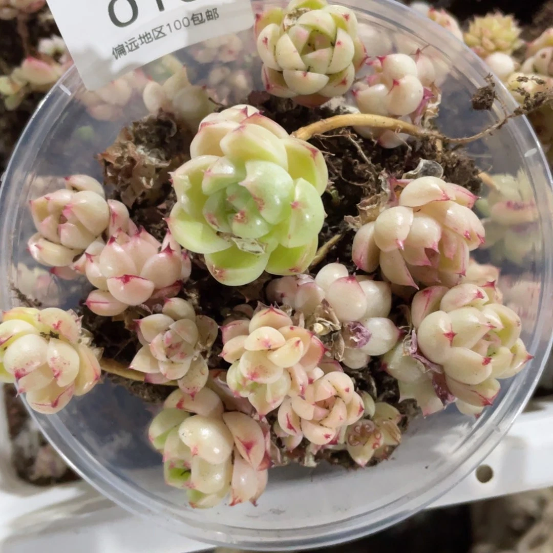 包子麦秆一份一盒010